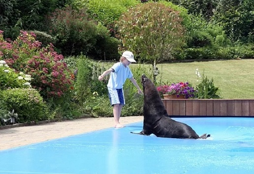 CoverSeal, die Poolabdeckung für alle Zeiten